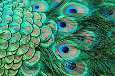 Peacock Feather Wallpapers