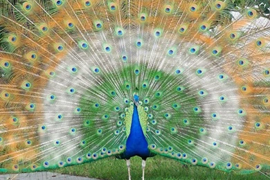 Download Free Peacock In Indian Flag Color