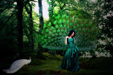 Peacock Amazing Hdwallpapers HDwallpaper4U.com