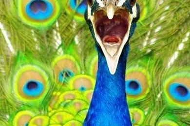 640x960 Blue Peacock Desktop PC And Mac Wallpapers