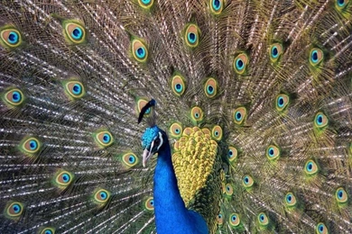 1024x768 Beautiful Peacock Desktop PC And Mac Wallpapers