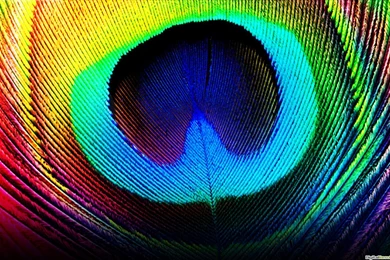 Peacock HD Wallpapers