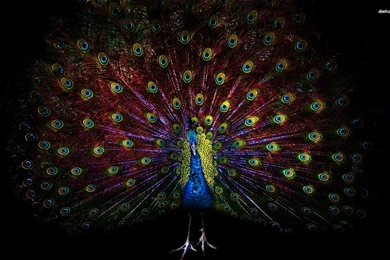 Peacock Wallpapers   Animal Wallpapers