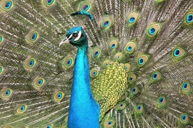 Download Beautiful Peacock Free Download Wallpapers