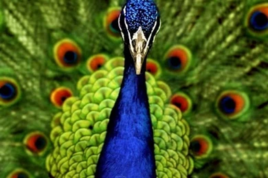 Peacock Images Free HD Wallpapers Lovely