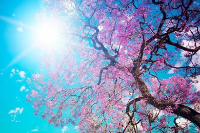1600x1200 Spring Blossom Sunshine Wallpapers