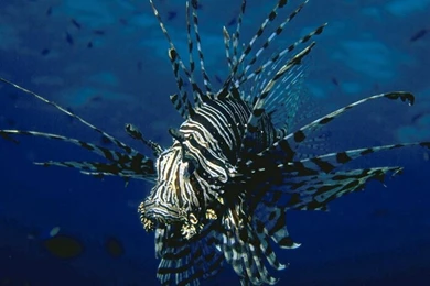 Lionfish Computer Wallpapers, Desktop Backgrounds