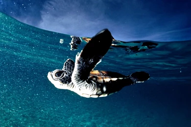 Free Computer Backgrounds And Screensavers Forest Photos Of ...