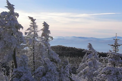 Koopman Wallpapers 1600x1200