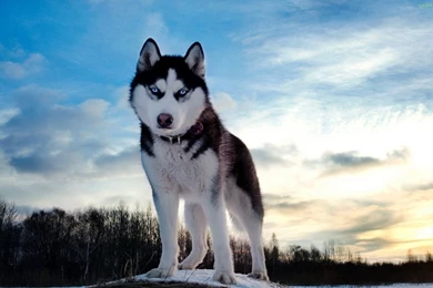 Siberian Husky Wallpapers Laptop Backgrounds   Wallpapes HD