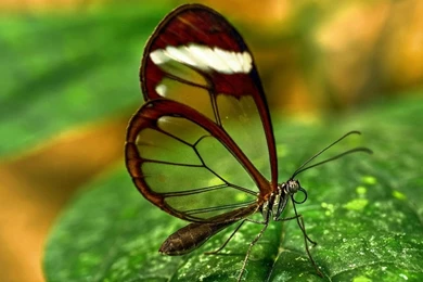 Unique Butterfly in Transparent Wings.jpg