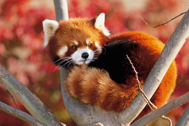 Red Panda Wallpapers HD Download