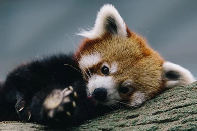 Red Panda Desktop Wallpapers, Cute Red Panda Picture Download, New ...