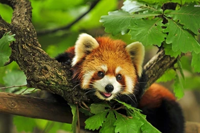 Red Panda Wallpaper.