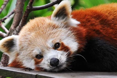 Baby Red Pandas   Wallpaper.