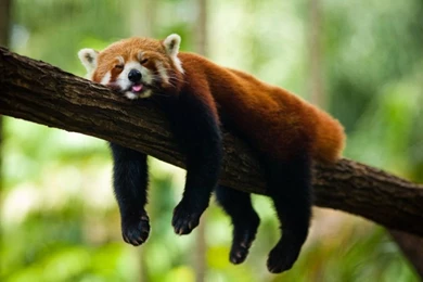 Red Panda HD Wallpapers