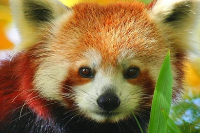 Red Panda   Free Large Images