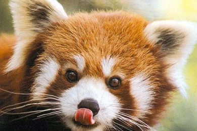 I Adore Red Panda ♡ ♡ ♡ Red Pandas Wallpapers (16286144) Fanpop