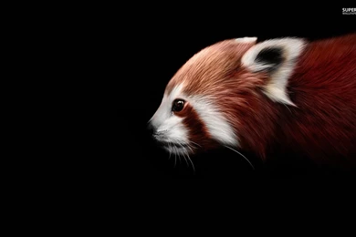 Red Panda Wallpapers   Animal Wallpapers