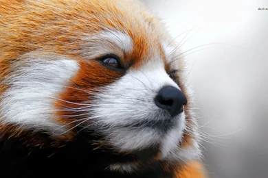 Red Panda Wallpapers   Animal Wallpapers