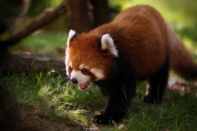 Red Panda Wallpapers Animal Wallpapers