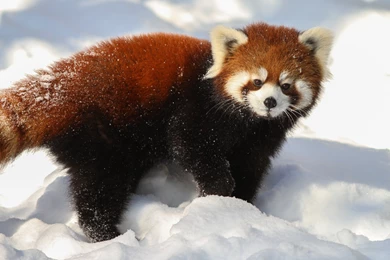 Red Panda Wallpapers