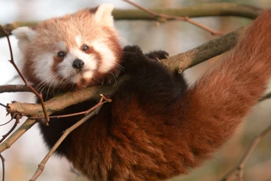Cute Red Panda Hanging From Tree Limb HD Wallpapers   Cool Wallpapers