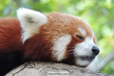 Cute Sleepy Red Panda 1920x1080 HD Wallpapers   Cool Wallpapers