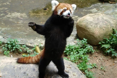 Red Panda HD Wallpapers And Backgrounds