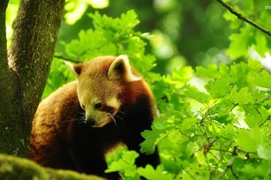 Red Panda Wallpapers HD