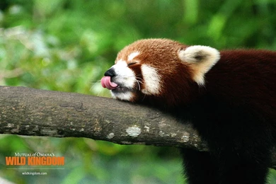Red Panda Wallpapers 1080p Images