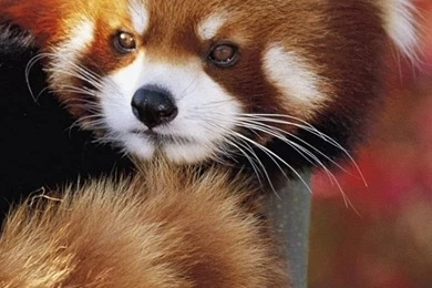 Windows Phone 8X   Animal/Red Panda   Wallpapers ID: 594184