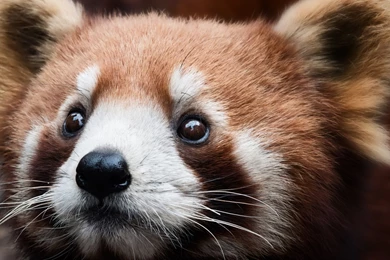 Red Panda Wallpapers 1920x1080 ID: 589390