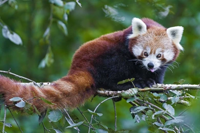 Red Panda Computer Wallpapers, Desktop Backgrounds