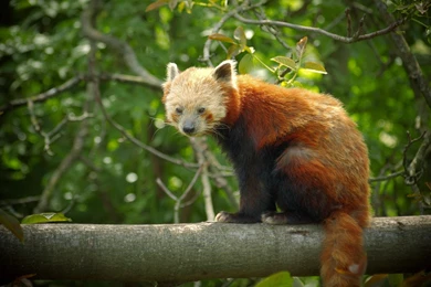 114 Red Panda HD Wallpapers