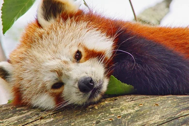 Red Panda Wallpapers 1920x1200 ImgMob