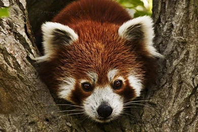 Red Panda Face Drawing Wallpaper.