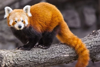 Red Panda Wallpapers 1920x1080 ID: 41857