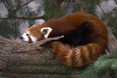 Red_panda_asleep other.jpg