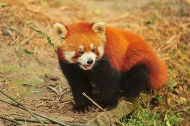 Red Panda Wallpapers HD Download