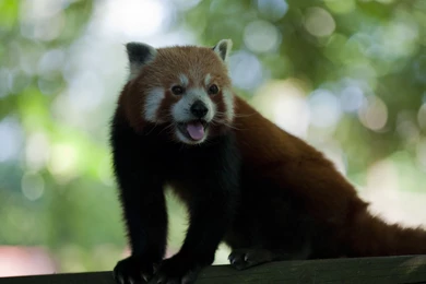 Red Panda Wallpapers   3840x2160   ID: 520374