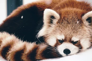 Download Wallpapers 3840x2160 Red Panda, Panda, Fluffy, Lie 4K ...