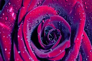 Wall Paper 3Dpapel De Parede Mural Rose 3D Wallpapers Bedroom TV ...