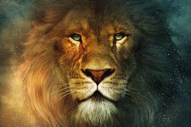 Lion Desktop Wallpapers