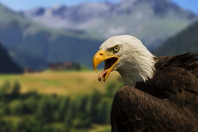 Bald Eagle Wallpapers :: HD Wallpapers