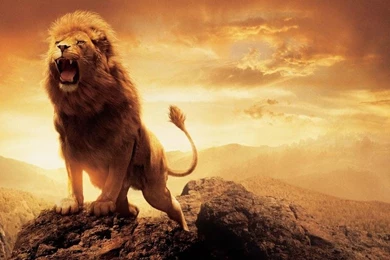 Beautifull Wallpapers Of Lions In HD