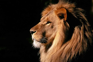 Lion desktop background wallpaper.jpg