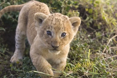 Lion Cubs Wallpapers