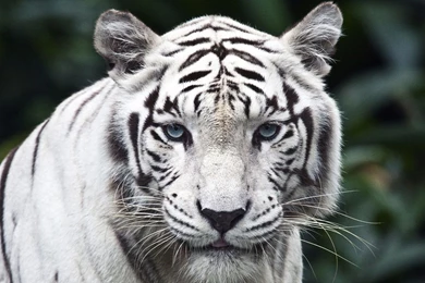 Beautiful White Lion Desktop Wallpapers