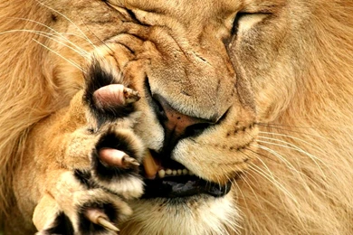 Lioness and lion pictures dowload.jpg